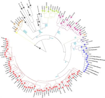 Identification of region of difference and H37Rv-related deletion in Mycobacterium tuberculosis complex by structural variant detection and genome assembly